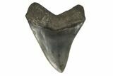 Serrated, Fossil Megalodon Tooth - South Carolina #121422-2